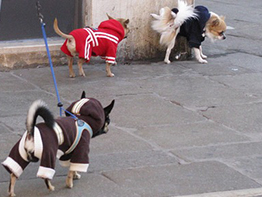 QUANDO IL CANE IMBRATTA LA FACCIATA DEL CONDOMINIO