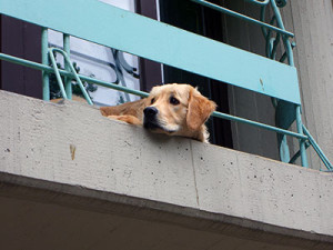 ATTENZIONE A LASCIARE IL CANE SUL BALCONE